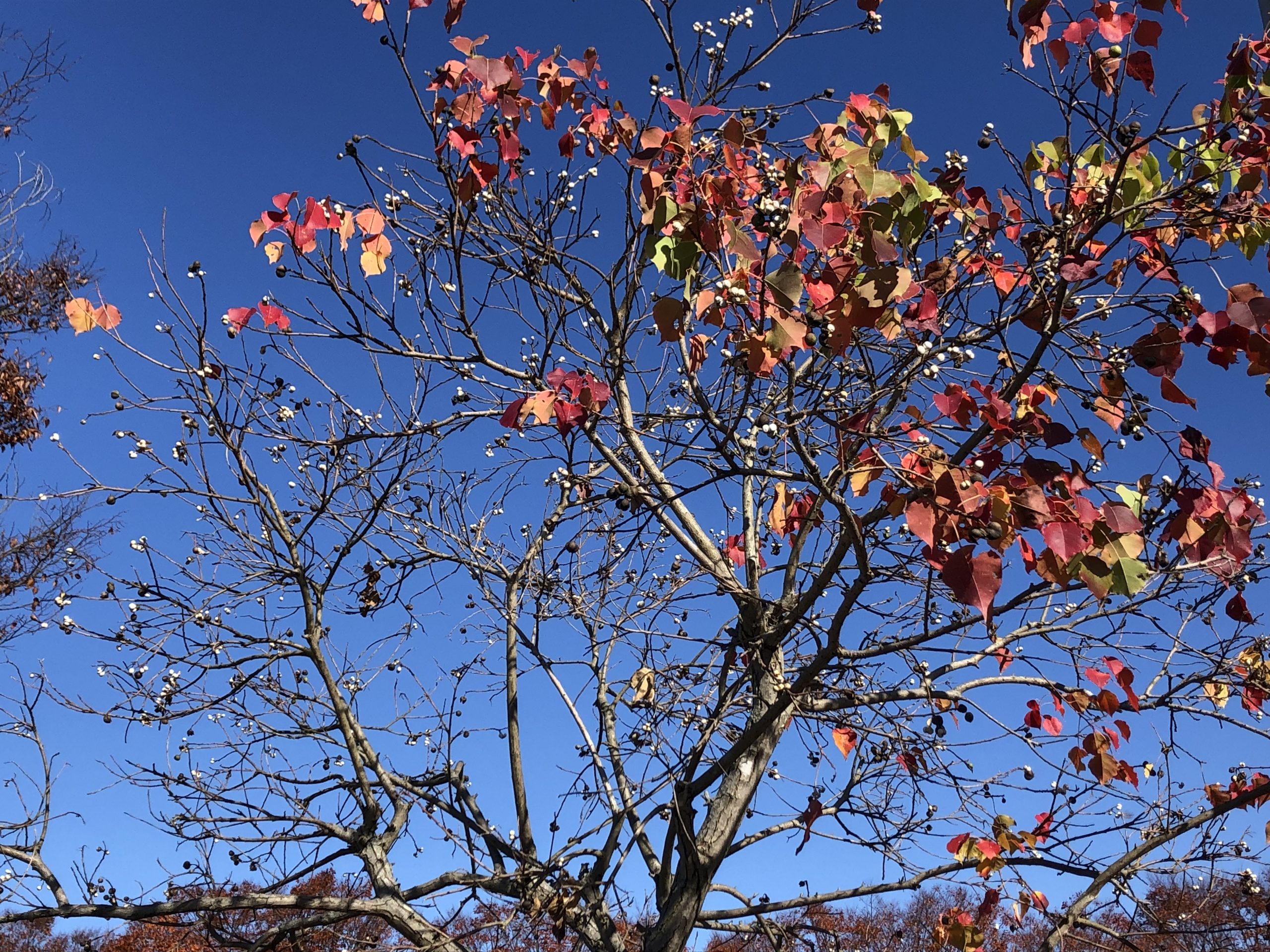 青空に紅葉が映える季節になりました！写真は前庭のナンキンハゼです。